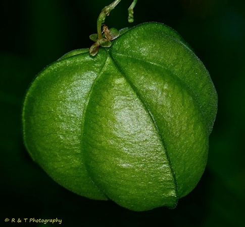 {Cardiospermum halicacabum}